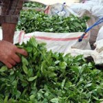 چایکاران فومنی سالانه ۹ هزار تن برگ سبز چای برداشت می کنند