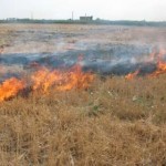 رئیس حفاظت محیط زیست فومن:  آتش زدن کاه و اضافات محصولات کشاورزی جرم تلقی می‌شود