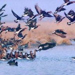 رییس سازمان حفاظت محیط زیست گیلان شرایط و نحوه صدور پروانه عادی شکار پرندگان وحشی را اعلام کرد.