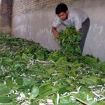 سازمان هواشناسی کشاورزی ایران به نوغانداران گیلان توصیه کرد تا از کودهای ازته در توتستان ها استفاده کنند.