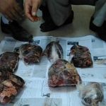 شکارچی غیرمجاز «مرال نر» در شهر ماکلوان فومن دستگیر شد